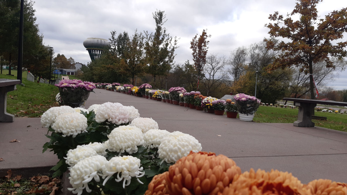 Dwa tysiące chryzantem ozdobiło park w Tarnowie