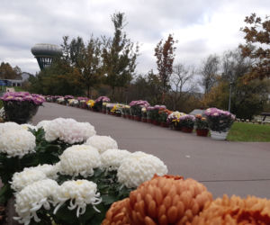 Dwa tysiące chryzantem ozdobiło park w Tarnowie