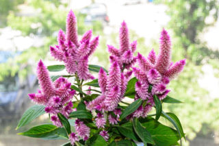 Celozja kłosowa - Celosia spicata