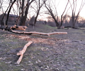 Bobry zadomowiły się w Tarnowie