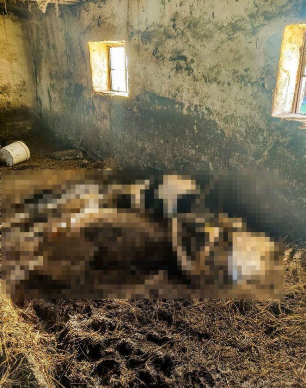 Piekło zwierząt w Idzbarku koło Ostródy. Gospodarz zatrzymany