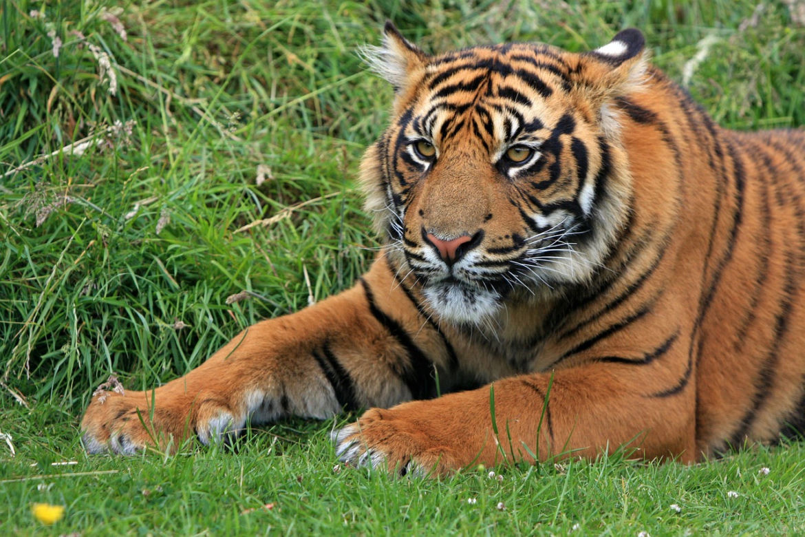 Zoo w Łodzi: W niedzielę Dzień Wielkich Kotów
