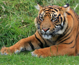 Zoo w Łodzi: W niedzielę Dzień Wielkich Kotów