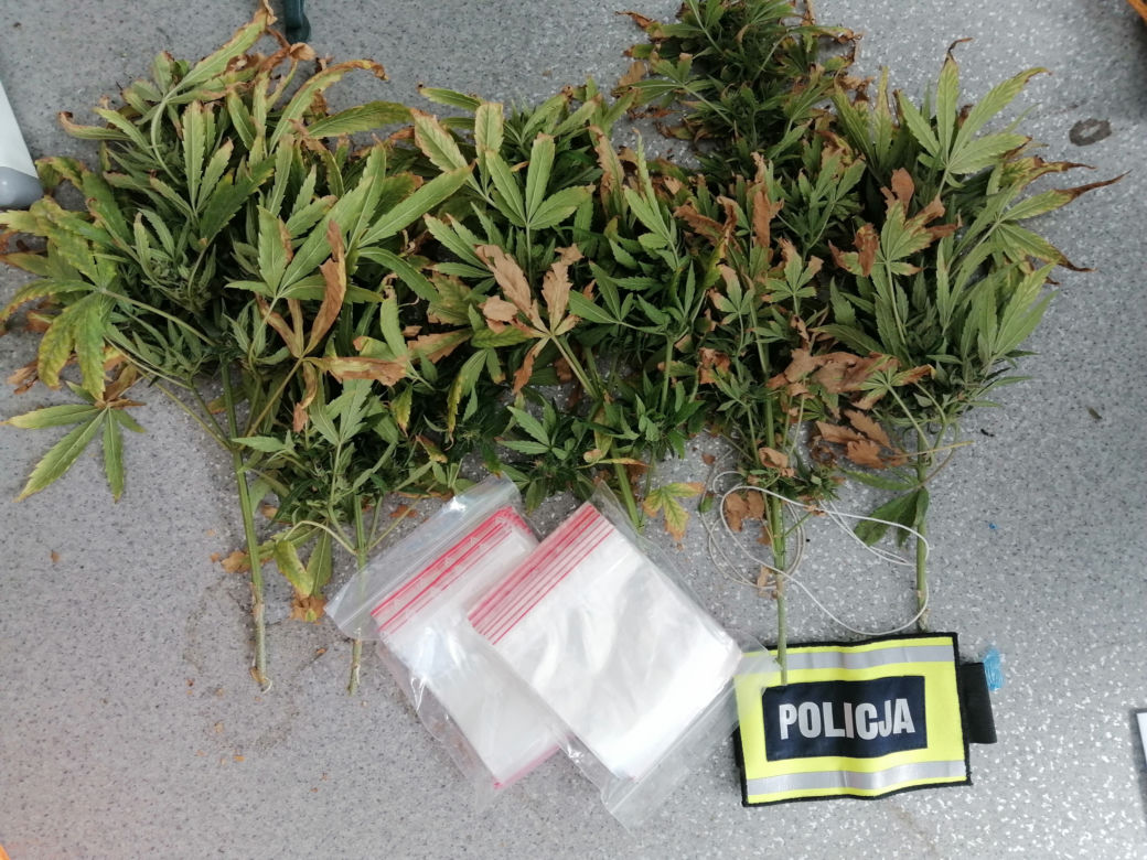 Łódzkie: Miały rosnąć pomidory, rosła MARIHUANA! 63-latek miał FABRYKĘ narkotyków 