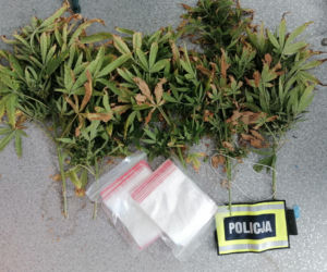 Łódzkie: Miały rosnąć pomidory, rosła MARIHUANA! 63-latek miał FABRYKĘ narkotyków 