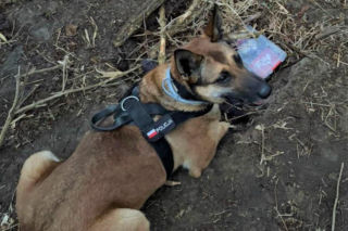 34-latek wpadł przez policyjnego owczarka. Olcha znalazła w ziemii zakopaną walizkę!