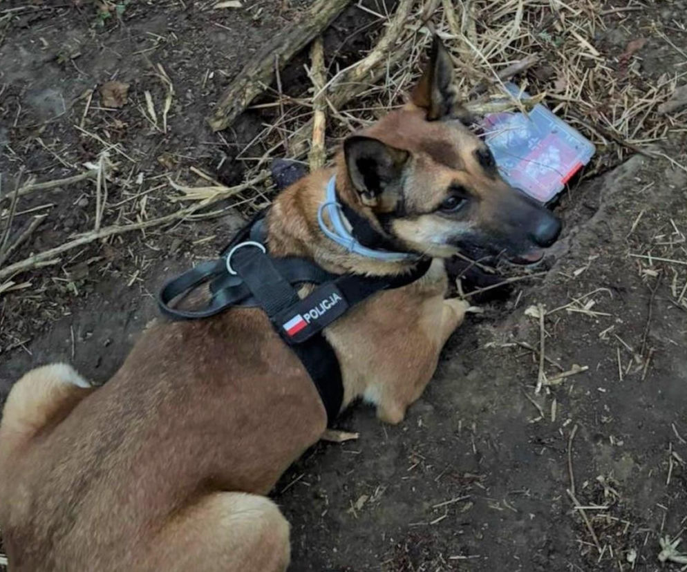 34-latek próbował ukryć narkotyki, ale wpadł przez policyjnego psa