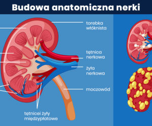 Budowa nerki