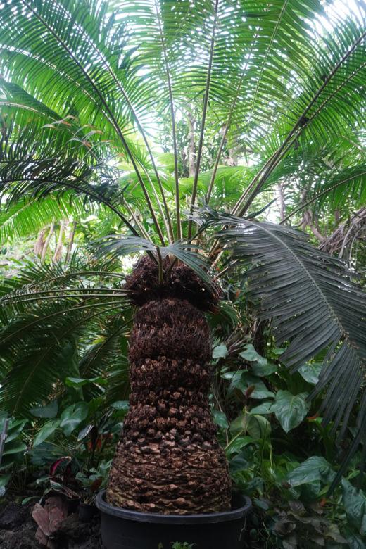 Palmiarnia w Poznaniu