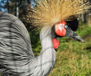 Warszawiacy pomogli ukraińskiemu zoo. Ogromny transport darów dla zwierząt już dotarł na miejsce