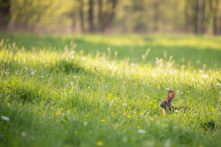 Leśnicy ostrzegają przed „słodkimi” zajączkami. Dlaczego spotkanie z nimi to pułapka?
