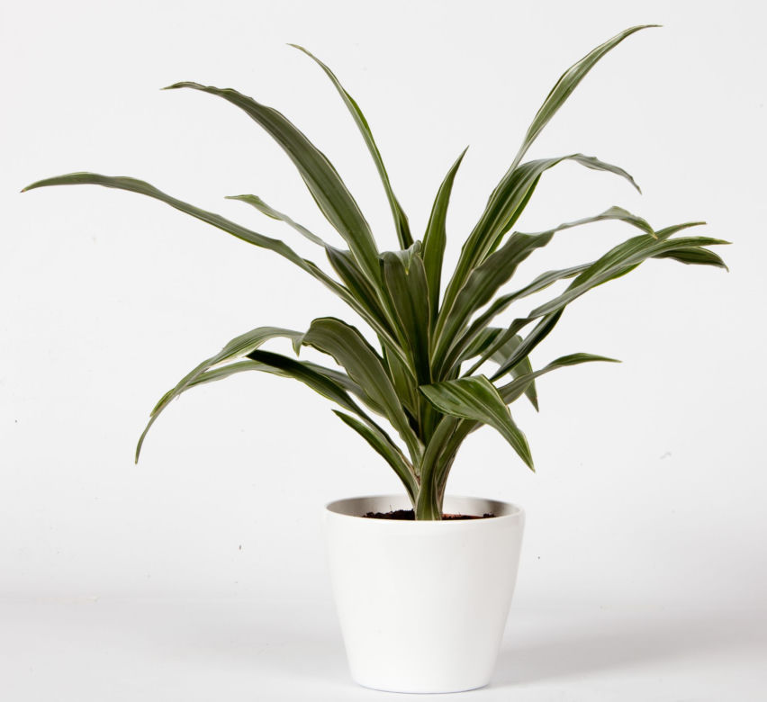 Dracena wonna