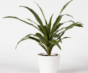 Dracena wonna