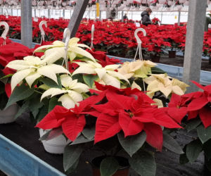 Gwiazda betlejemska to symbol Świąt Bożego Narodzenia. Jak o nią zadbać?