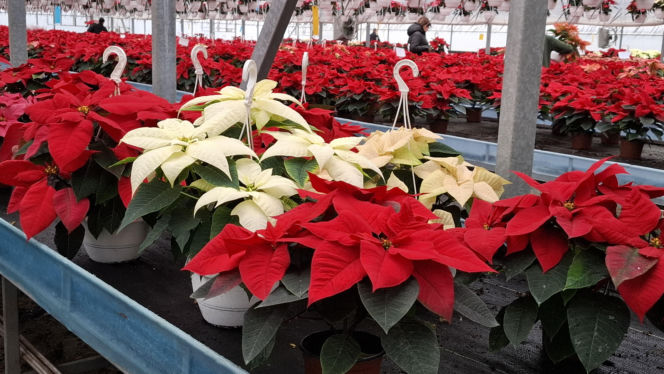 Gwiazda betlejemska to symbol Świąt Bożego Narodzenia. Jak o nią zadbać?