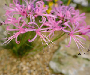 Nerina Bowdena