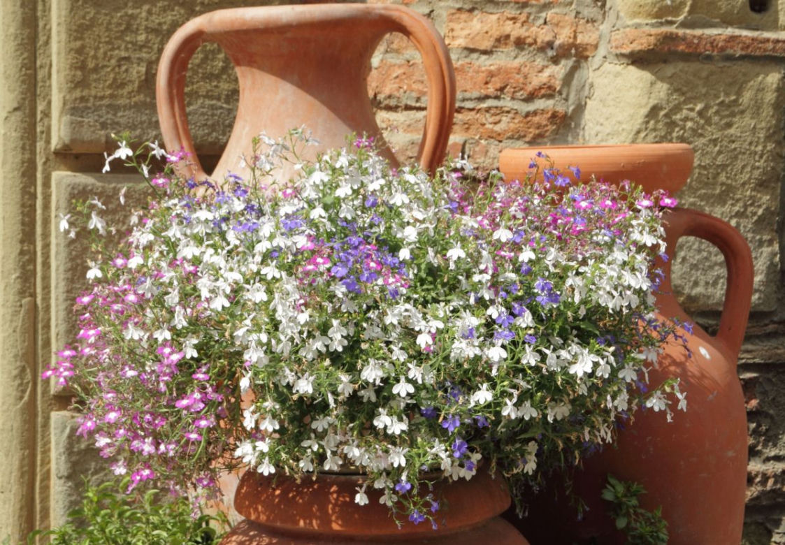 Lobelia