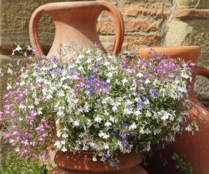 Lobelia