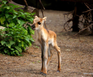 Mały renifer we wrocławskim zoo