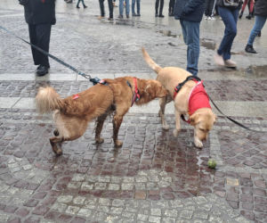 34. finał WOŚP w Krakowie. Golden Retrievery na Rynku Głównym