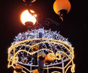 Choinka miejska Siedlce