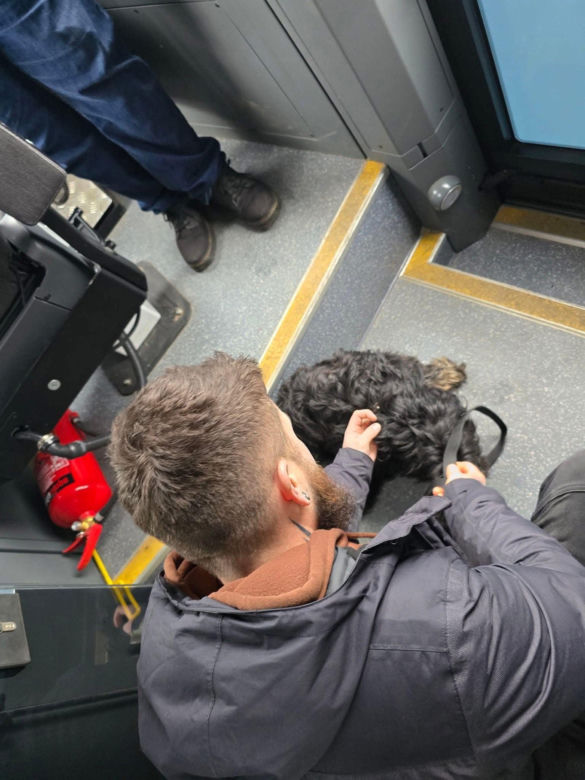 Pies jeździł tramwajem 