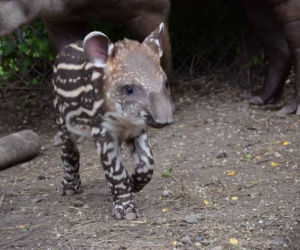 Oto bulwa - mały tapirek, który urodził się w poznańskim zoo
