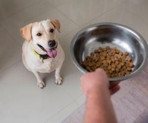 Kupujesz karmę dla psa lub kota? Kontrola pokazała, co naprawdę jest w środku