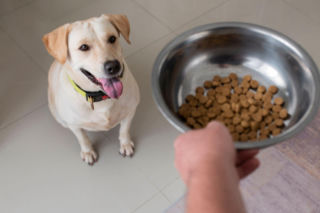Kupujesz karmę dla psa lub kota? Kontrola pokazała, co naprawdę jest w środku