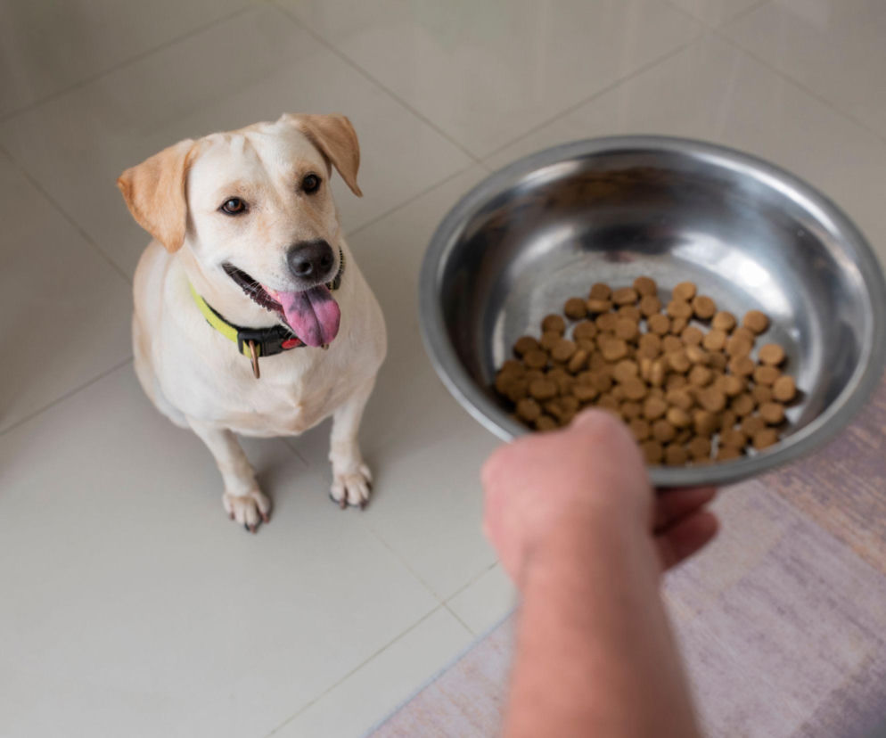 Kupujesz karmę dla psa lub kota? Kontrola pokazała, co naprawdę jest w środku