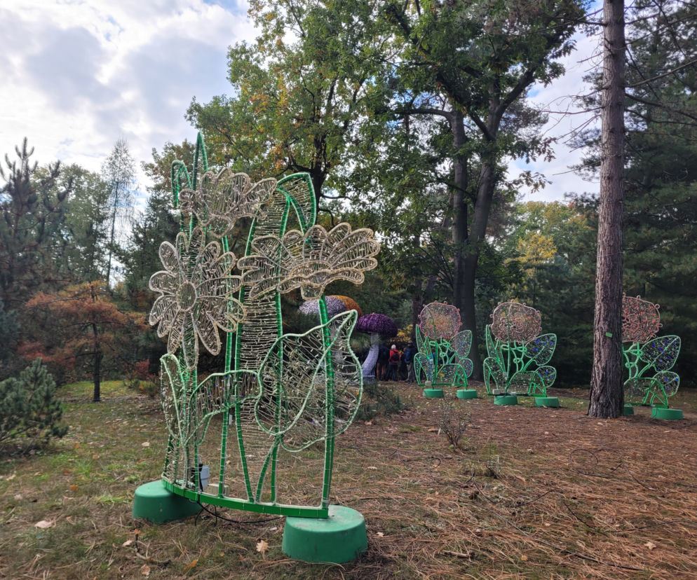 Poznański park iluminacji Magiczny Las
