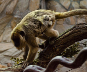 Nowa małpka we wrocławskim zoo