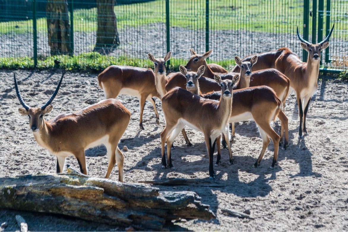 Koronawirus w Trójmieście. Zwierzęta z zoo tęsknią za ludźmi