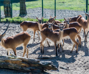 Koronawirus w Trójmieście. Zwierzęta z zoo tęsknią za ludźmi