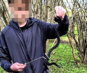 Jadowita żmija ukąsiła Miłosza