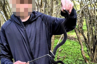 Jadowita żmija ukąsiła Miłosza