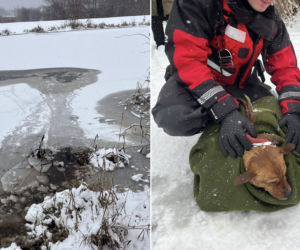 Heroiczna akcja strażaków w Nieporęcie. Pod psem załamał się lód