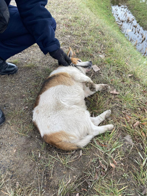 Policjanci znaleźli potrąconego psa Lesia
