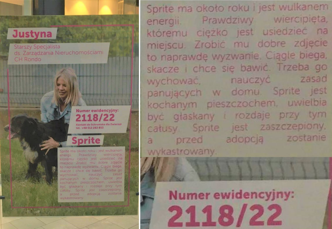 Pod zdjęciem znajdują się podstawowe informacje. Imię czworonoga, wiek, a także historia