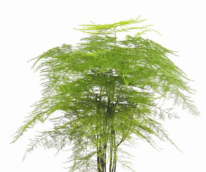 Asparagus pierzasty