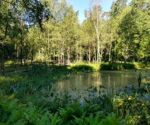 Leśne Arboretum w Kudypach. Jedno z piękniejszych miejsc na Warmii [ZDJĘCIA]