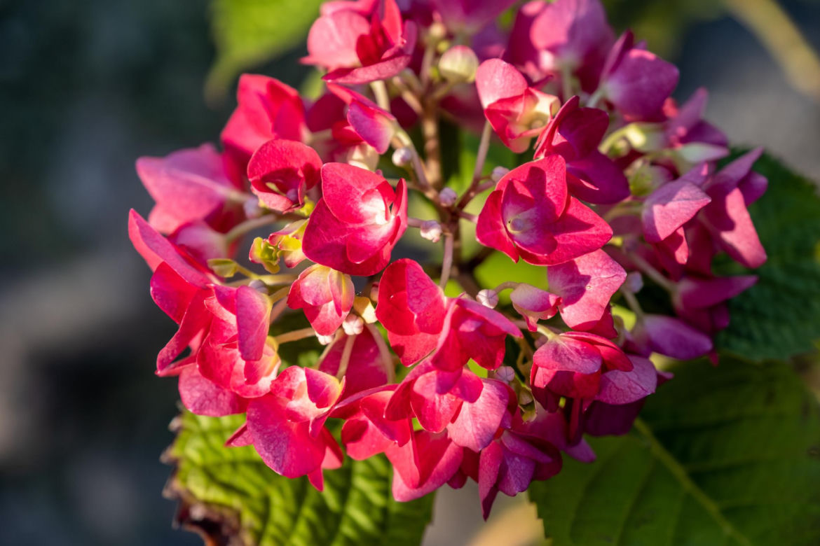 Hortensja ogrodowa (Hydrangea macrophylla) 
