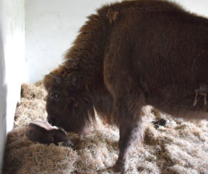 Żubr urodził się w poznańskim ZOO! 