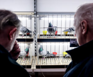 Katowice stolicą gołębiarstwa. Za nami 17. edycja EXPOGołębie. To największa tego typu impreza w Europie