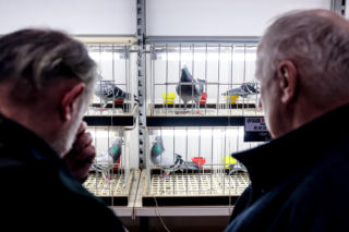 Katowice stolicą gołębiarstwa. Za nami 17. edycja EXPOGołębie. To największa tego typu impreza w Europie