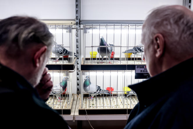 Katowice stolicą gołębiarstwa. Za nami 17. edycja EXPOGołębie. To największa tego typu impreza w Europie