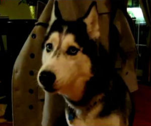 Mishka
