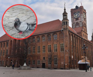 Toruń kontra gołębie! Przedsiębiorcy wściekli, mieszkańcy potwierdzają. Jest odpowiedź władz