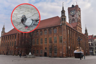 Toruń kontra gołębie! Przedsiębiorcy wściekli, mieszkańcy potwierdzają. Jest odpowiedź władz
