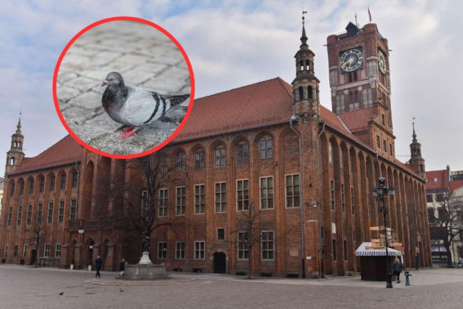 Toruń kontra gołębie! Przedsiębiorcy wściekli, mieszkańcy potwierdzają. Jest odpowiedź władz